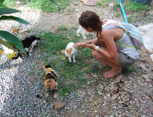 Lanta Animal Welfare, um santuário para amigos de 4 patas