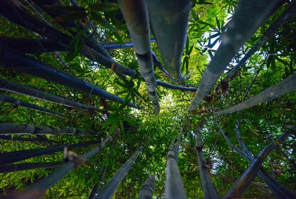 Jardim Majorelle em marraquexe bambu
