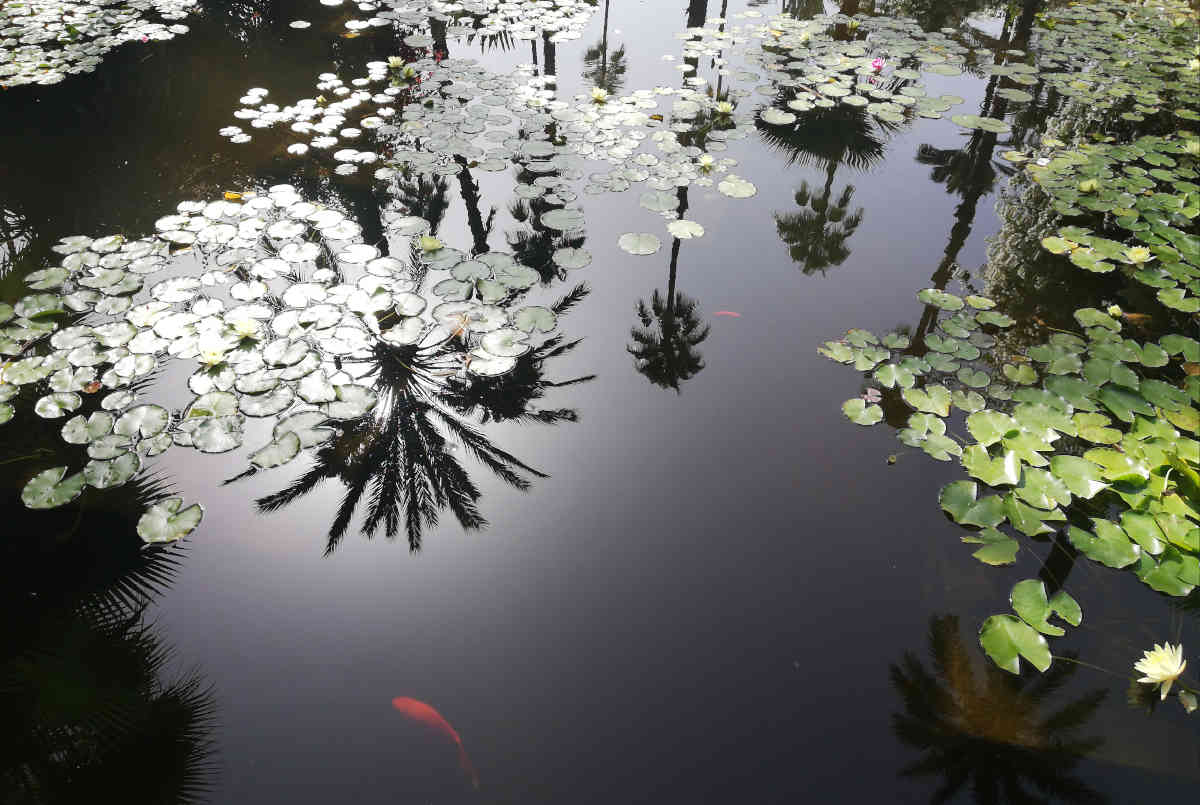 lago no Jardim Majorelle em marraquexe ago no Jardim Majorelle em marraquexe andre guedes vaz