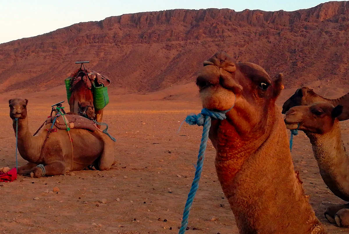 camelos no deserto de zagora
